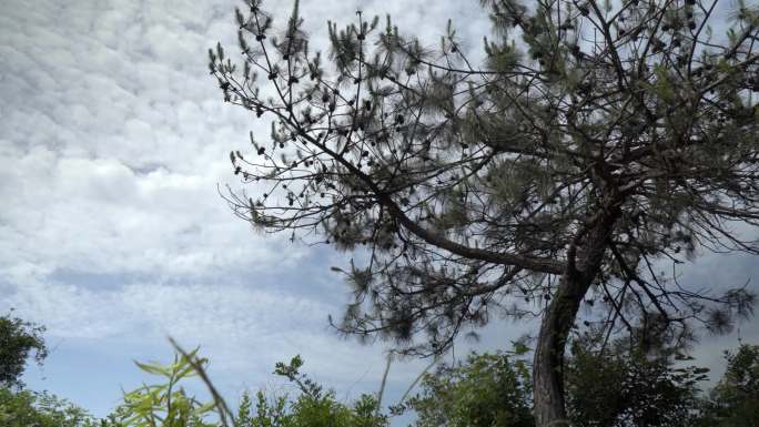 松树满树松果蓝天白云