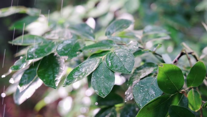 4K被雨水淋湿的树叶升格