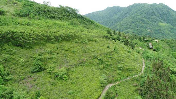 航拍大疆茶山茶园茶树茶叶自然风景深林树林