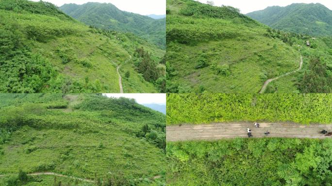 航拍大疆茶山茶园茶树茶叶自然风景深林树林