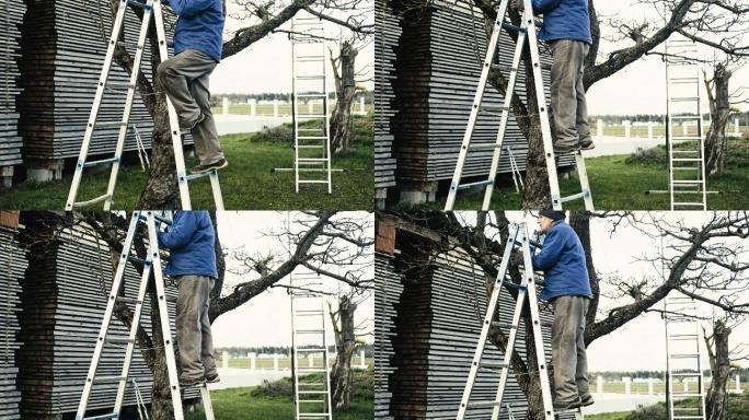 园丁在春天用剪刀修剪苹果树枝