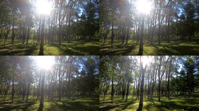 森林公园树木影子光影变化树林早晨阳光