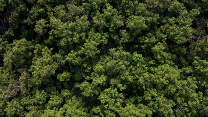 4K鸟瞰图缩小热带森林
