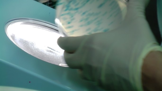 蓝色噬菌体斑科研培养试剂标本