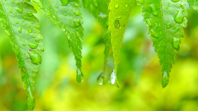 户外下雨绿叶下的水珠微距1/2