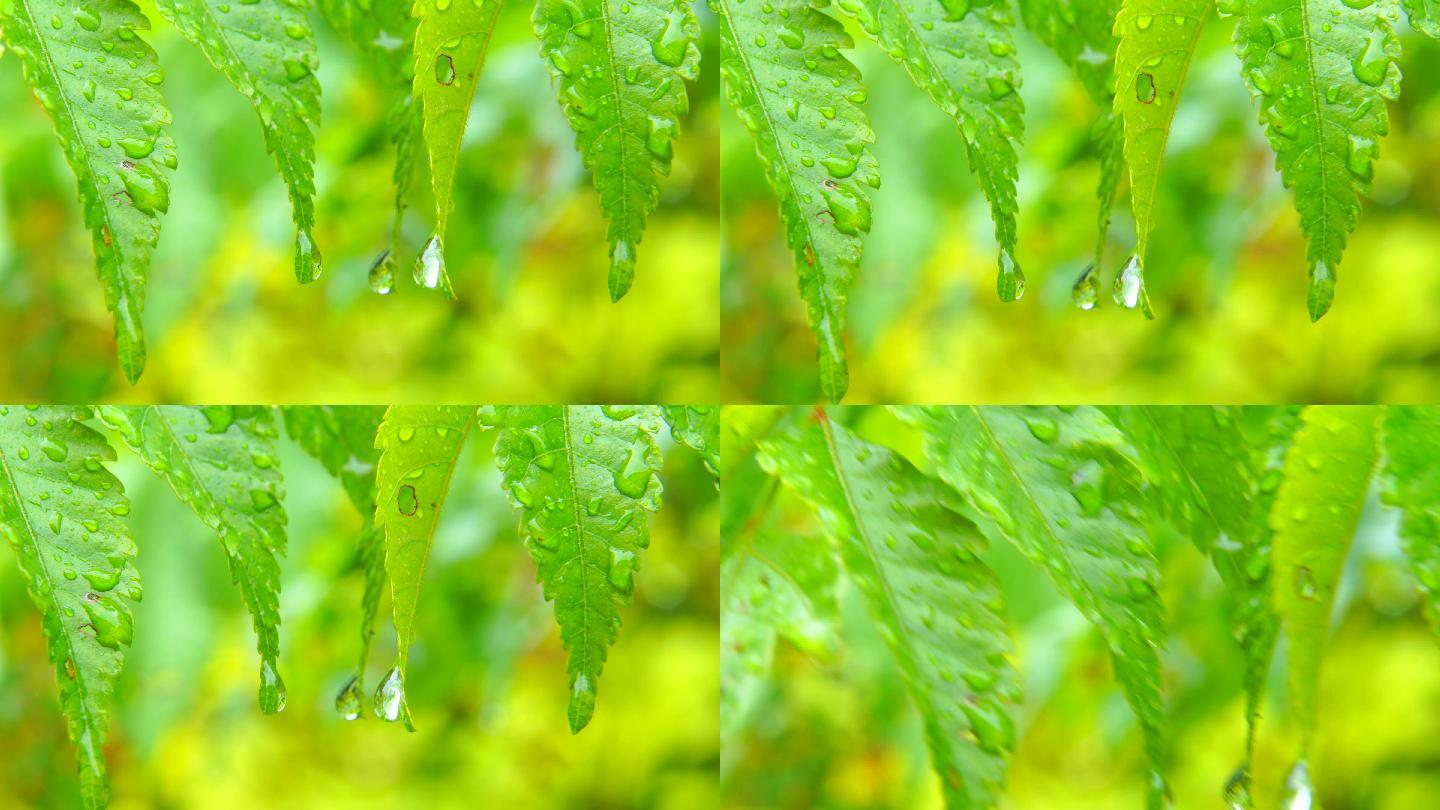 户外下雨绿叶下的水珠微距1/2