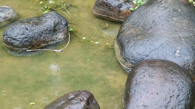 下雨天池塘里水洼石头小景