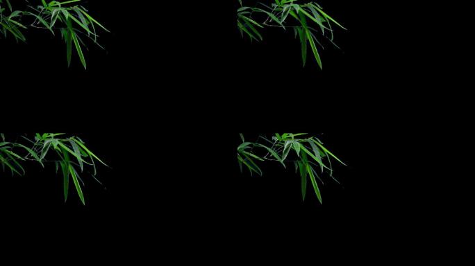 实拍竹子竹枝竹叶动态透明通道视频素材