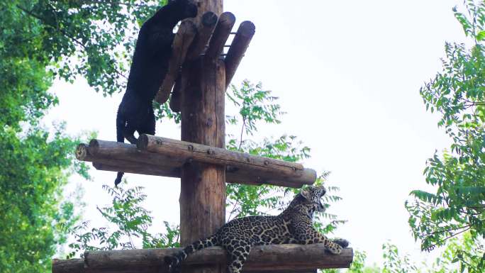 黑豹花豹攀爬木桩在高出趴着休息张望