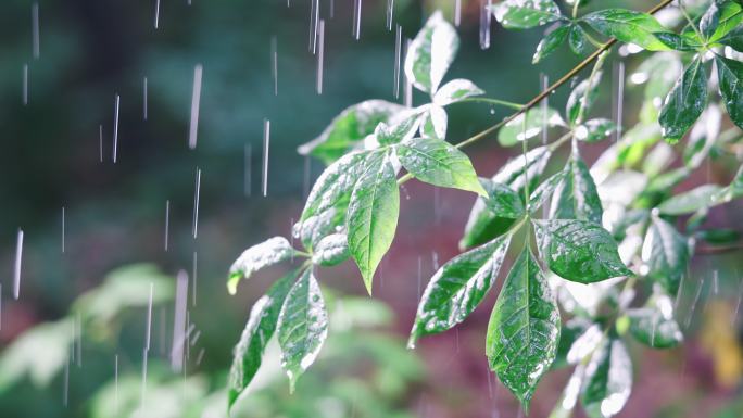 4K被雨水淋湿的树叶升格