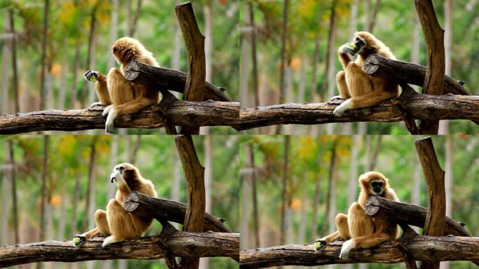 树上的长臂猿。动物园