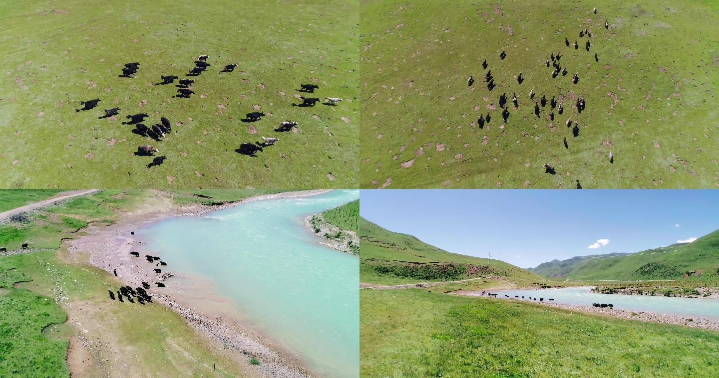 航拍高原河边草地上的牦牛群