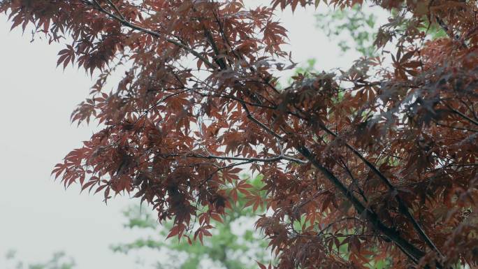 雨景空境1-4K高清视频