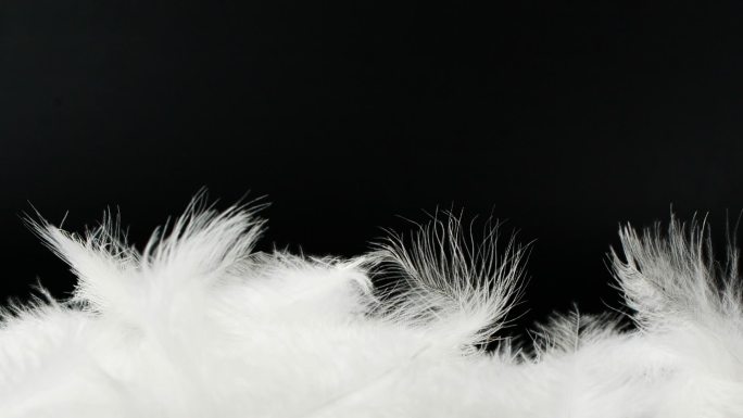 白色绒毛羽毛落在黑色背景上