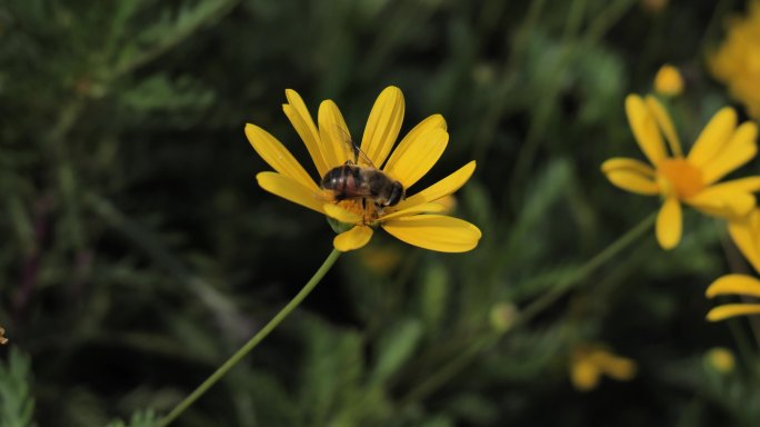 蜜蜂在花朵上采蜜勤劳的蜜蜂春天0820