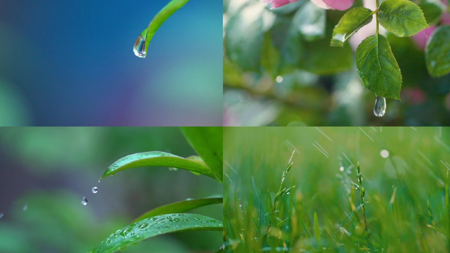 谷雨、雨珠、雨水、夏至、端午、唯美、小满