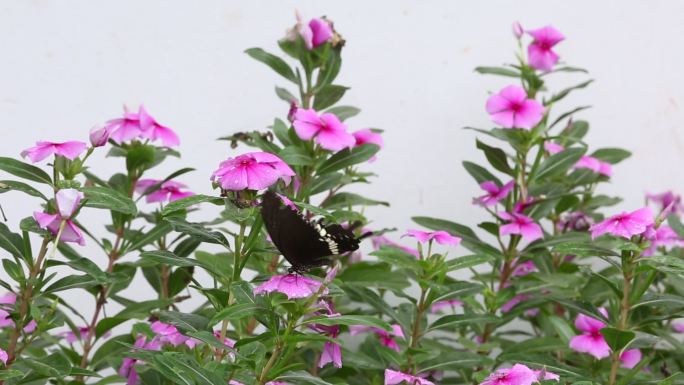 鲜花 蝴蝶 实拍 原素材 自然 生态