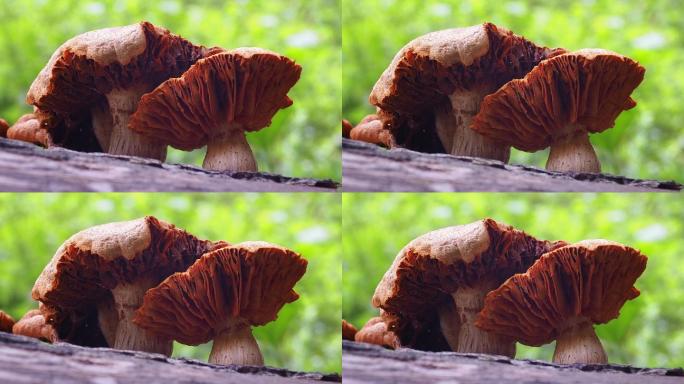 原木上的蘑菇蘑菇特写