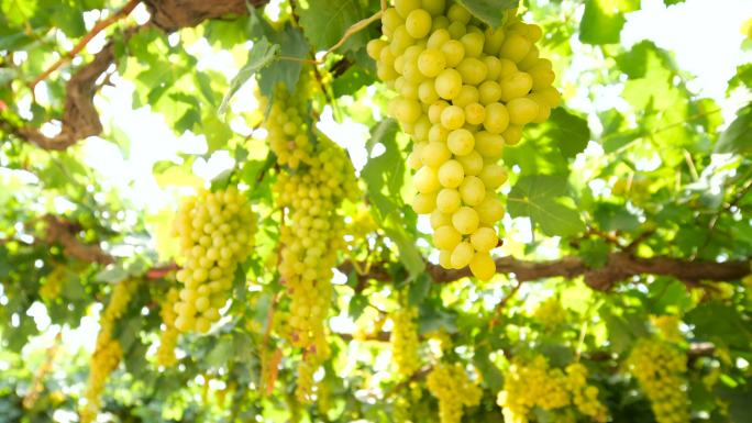 吐鲁番绿色葡萄园葡萄架美食果实