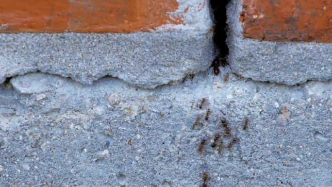 黑蚂蚁在房屋墙上的裂缝中爬行