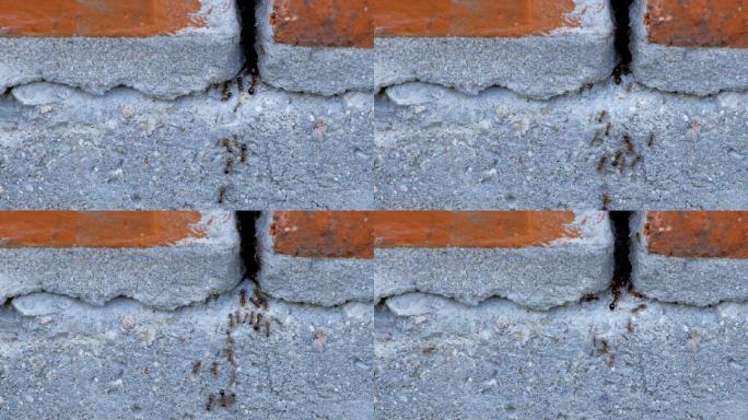 黑蚂蚁在房屋墙上的裂缝中爬行