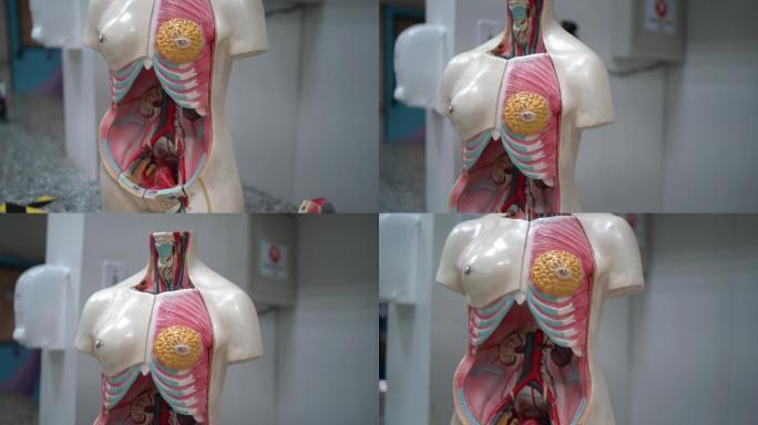 实验室解剖模型医疗