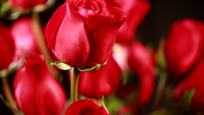 【镜头合集】 装饰爱情表白红玫瑰花(2)