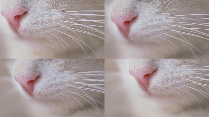 猫的鼻子和胡须的微距镜头
