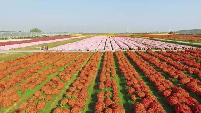 花的海洋 大面积花田