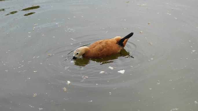 赤麻鸭在水面游动觅食