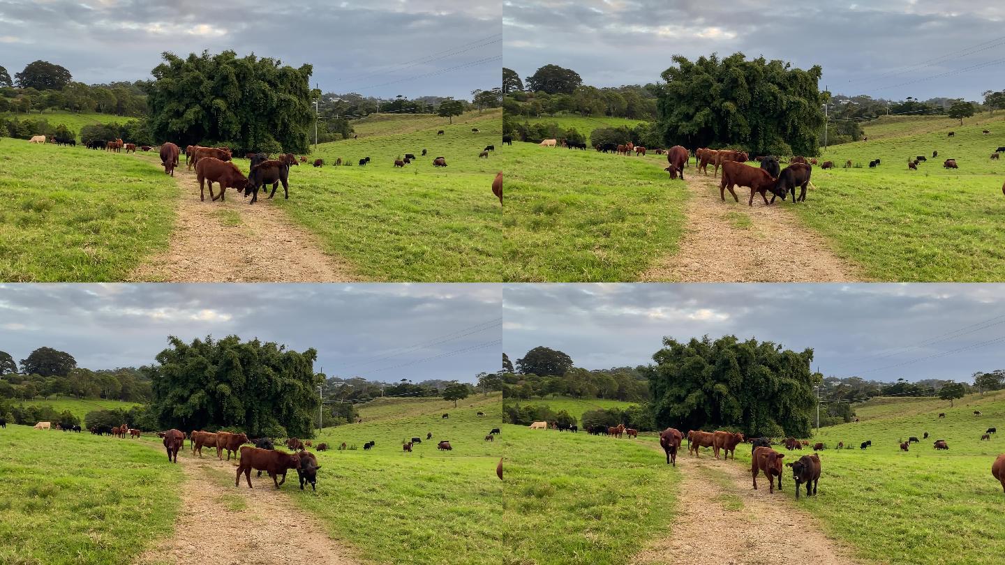 奶牛在乡间土路上吃草