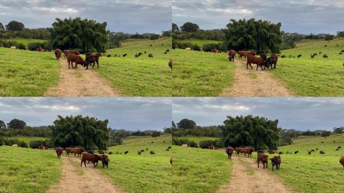 奶牛在乡间土路上吃草