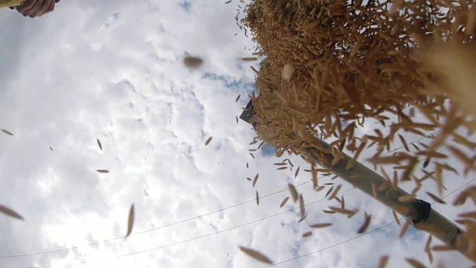 水稻丰收，机械化收割稻谷