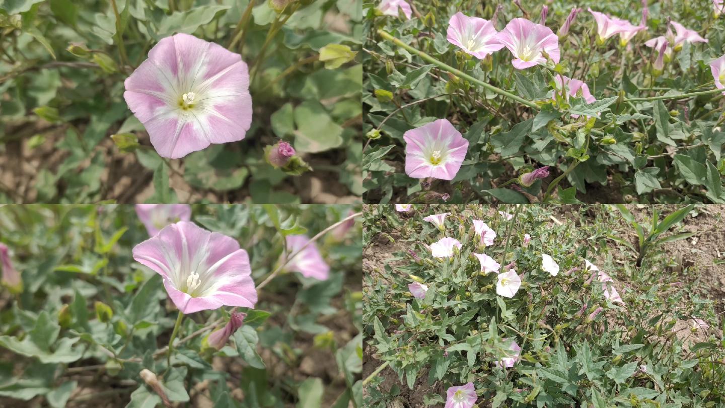 牵牛花 喇叭花 打碗花 野花 野牵牛花