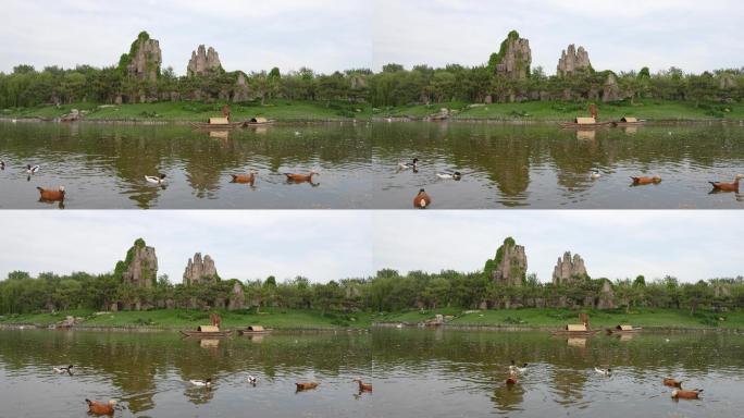 山水场景天鹅鸭子在水面游动