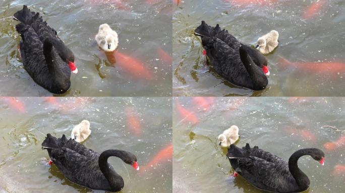 黑天鹅带着幼崽在水中觅食
