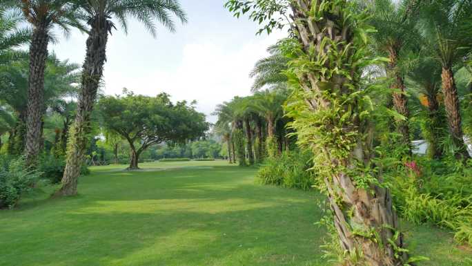 夏天阳光唯美热带植物树林原始森林草坪草地