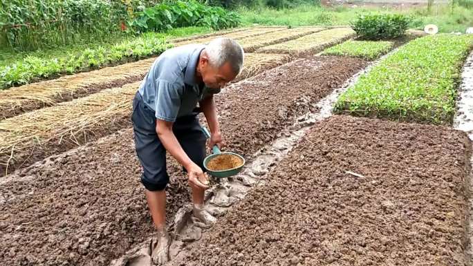 菜地种菜施肥播种的老农民在田间劳作