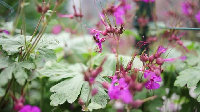 收集花蜜花粉的蜜蜂。春天正在苏醒。