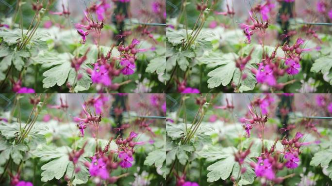 收集花蜜花粉的蜜蜂。春天正在苏醒。