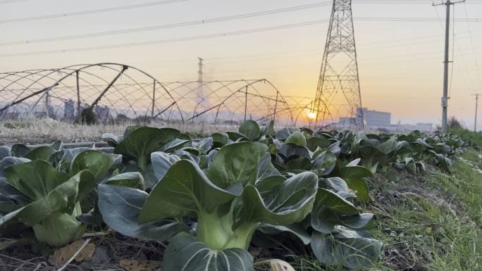 阳光下的青菜地、农田、庄稼特写镜头