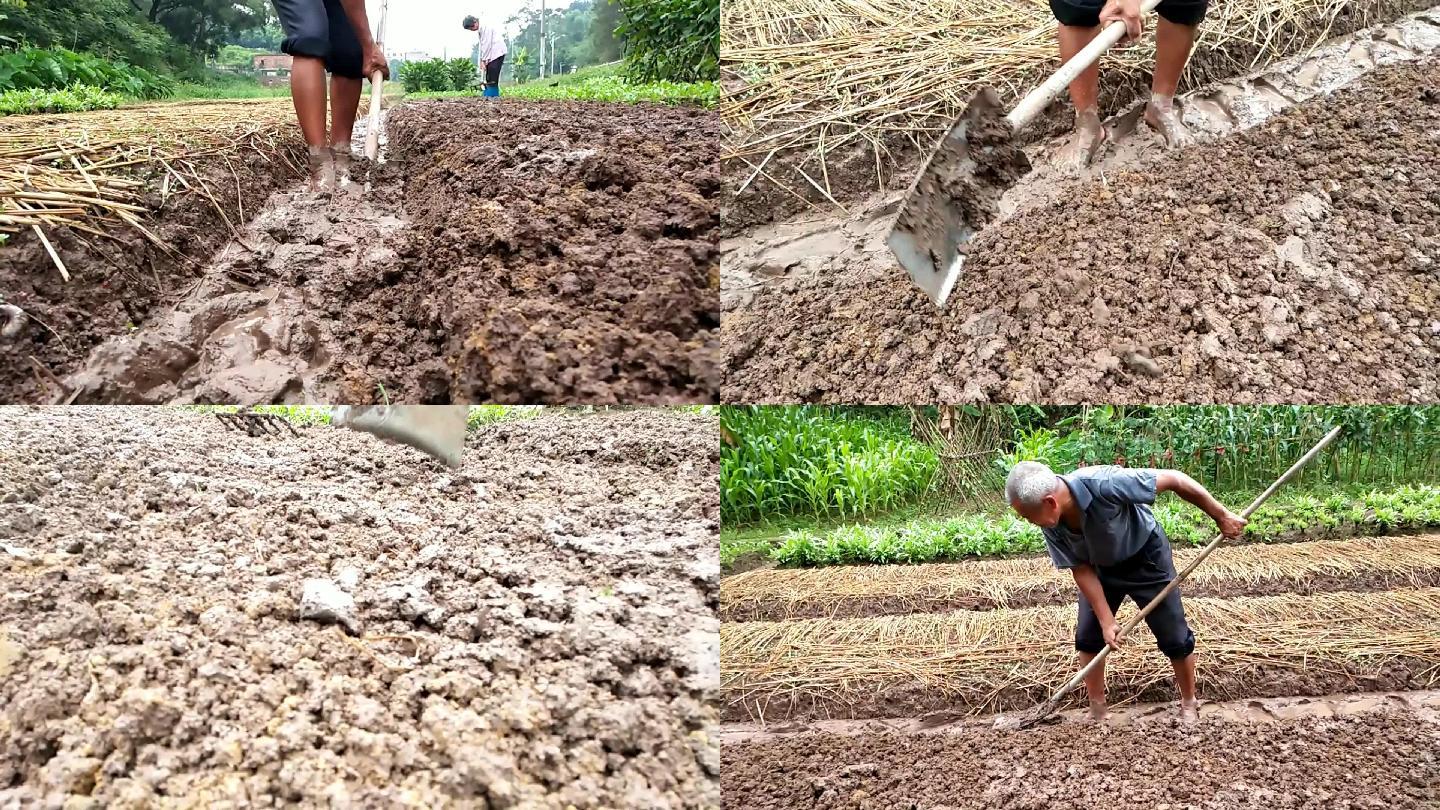 田间整理土地的农民整田种菜老农民正在铲土