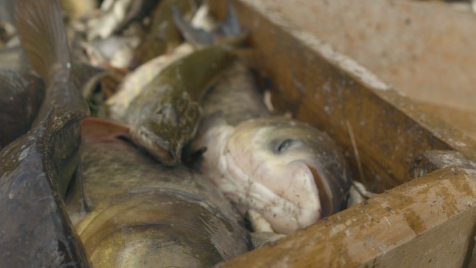 鱼塘水产海鲜鱼肉