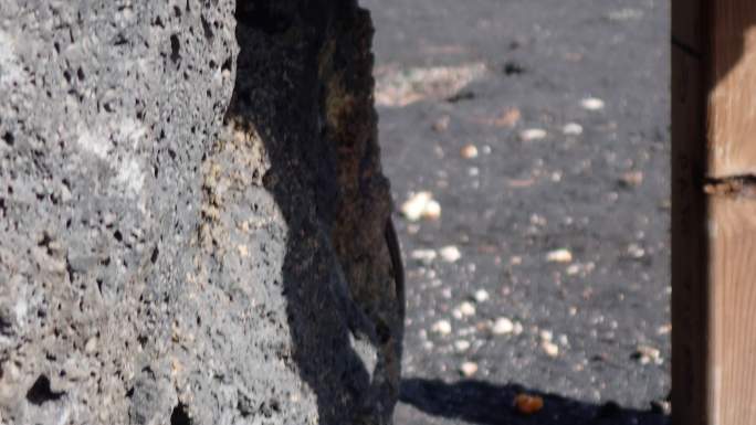 岩石缝的蜥蜴西班牙爬行动物拉帕尔马-加那