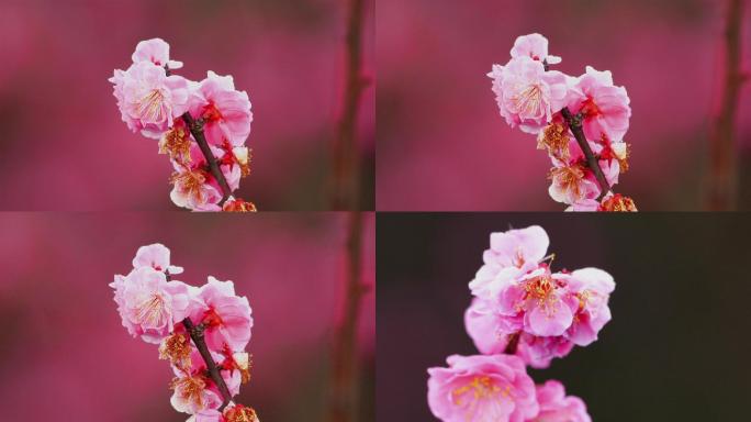 雷雨中唯美的红桃花