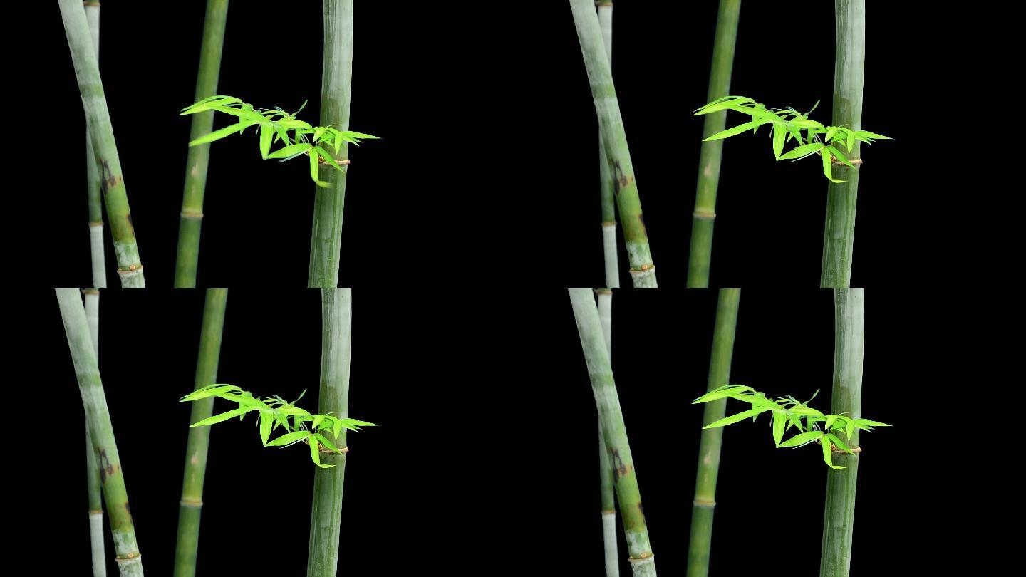 实拍绿色竹子竹节竹叶透明通道素材