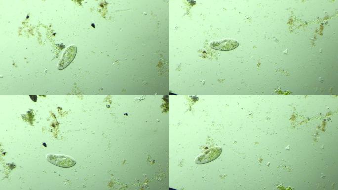 显微镜下的微观世界，草履虫1