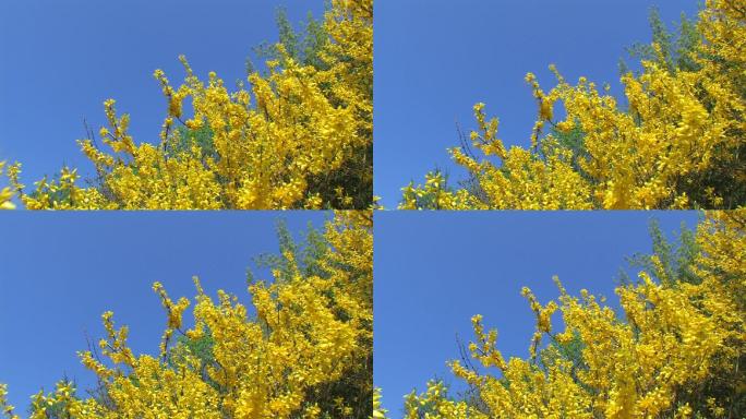 黄色连翘（连翘和花）