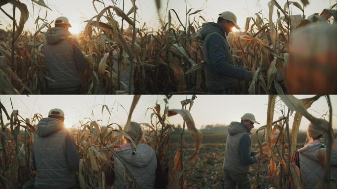 日落时分，两个农民在玉米地里散步