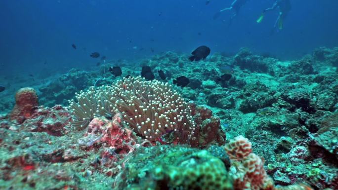 泰国珊瑚礁上的假小丑鱼银莲花鱼（Amphiprion ocellaris）